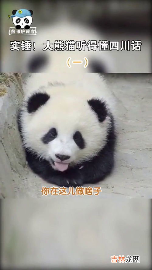 四川话的锤子啥意思,四川话锤子是什么意思 四川话锤子释义