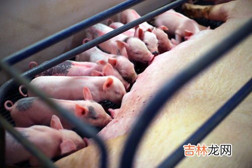仔猪出生后的防疫程序,猪的标准免疫程序