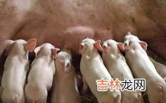 仔猪出生后的防疫程序,猪的标准免疫程序