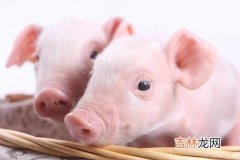 仔猪出生后的防疫程序,猪的标准免疫程序