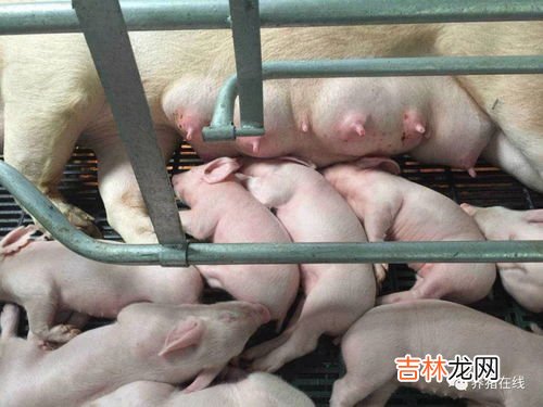 仔猪出生后的防疫程序,猪的标准免疫程序