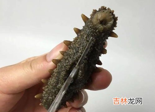 海参如何泡发?泡发需要几天,海参的泡发需要多少度的水温？ 海参泡发需要几天?