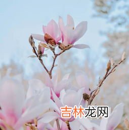 春分天气有哪些特点和风俗,春分节气的特点和风俗有哪些?