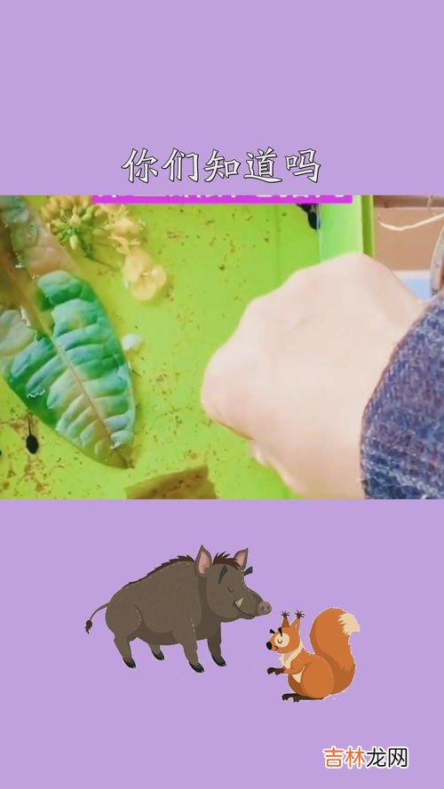 野生小蝌蚪会吃什么,野生小蝌蚪喜欢吃什么