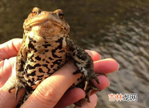 野生小蝌蚪会吃什么,野生小蝌蚪喜欢吃什么