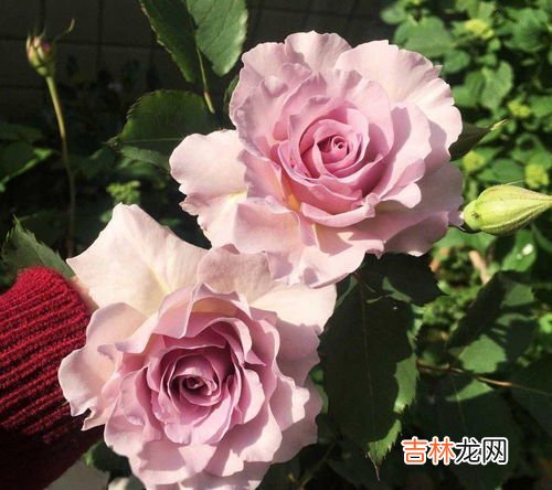 月季怎么过冬天,月季花怎样过冬