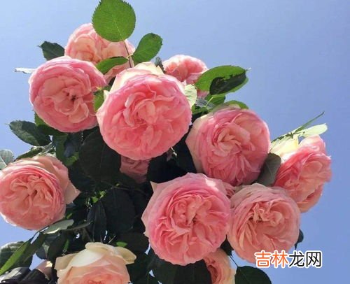 月季怎么过冬天,月季花怎样过冬
