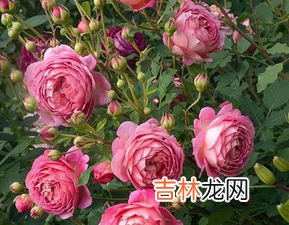 月季怎么过冬天,月季花怎样过冬