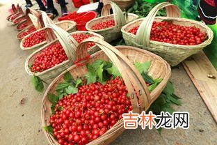 镇宁樱桃什么时候成熟,贵州安顺镇宁樱桃采摘地推荐采摘时间是多少
