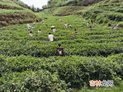 古老的茶农指的哪个民族,德昂族的风俗特点