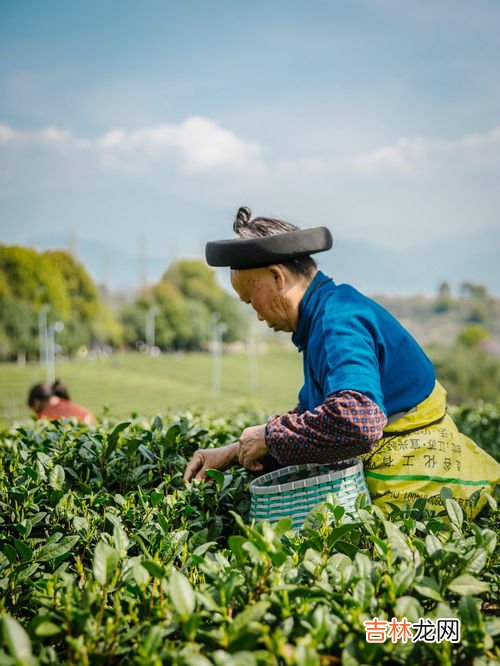 古老的茶农指的哪个民族,德昂族的风俗特点