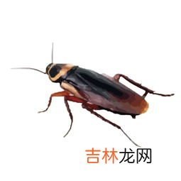 小黑点是不是蟑螂卵,小黑点是蟑螂卵吗