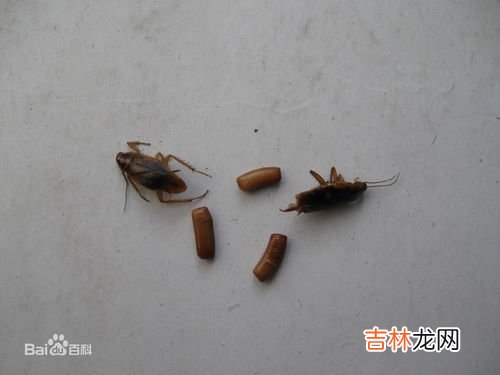 小黑点是不是蟑螂卵,小黑点是蟑螂卵吗