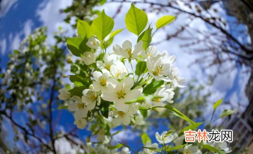 雨中看花七首其四原文、作者,40首描写春雨的古诗