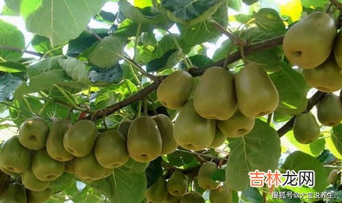 猕猴桃长白毛能吃吗,猕猴桃的营养成分