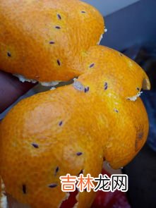 橘子树上面的虫子是什么,桔子树上长了虫子，请问这是什么虫子，该怎么治
