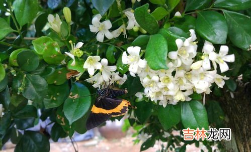 九里香一年开几次花,九里香花期多长,一年开几次？