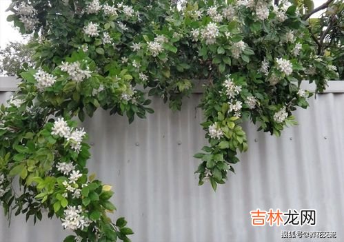 九里香一年开几次花,九里香花期多长,一年开几次？