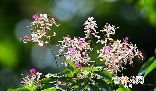 九里香一年开几次花,九里香花期多长,一年开几次？