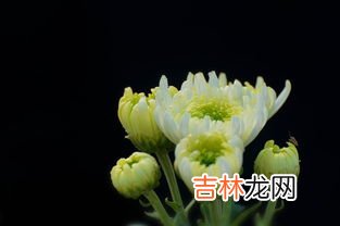 菊花可以吃吗,所有的菊花都可以吃吗
