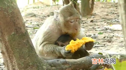 飞甘猴绣聚是饭前还是饭后吃,飞甘猴绣聚是哪个厂家生产的