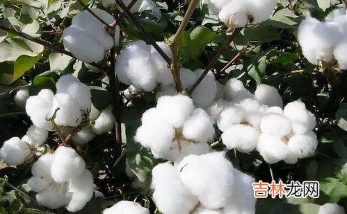 准确 棉花的密度,棉花的密度是多少?