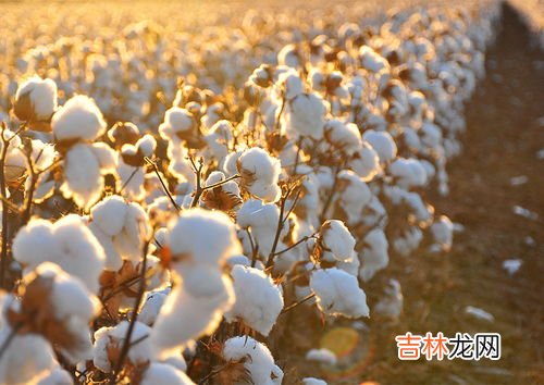 准确 棉花的密度,棉花的密度是多少?