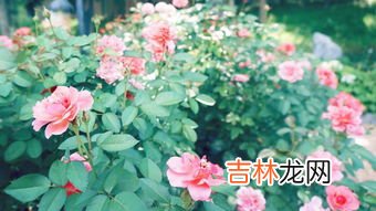 什么花的花语是爱情,什么花代表爱情