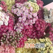 什么花的花语是爱情,什么花代表爱情