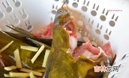 黄辣丁身上刺多吗,黄辣丁有刺吗 黄辣丁是什么鱼类