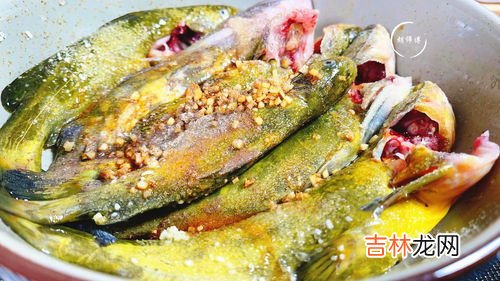 黄辣丁身上刺多吗,黄辣丁有刺吗 黄辣丁是什么鱼类
