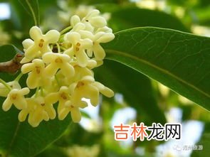 桂花的古代雅称有哪些,桂花的别称
