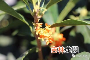 桂花的古代雅称有哪些,桂花的别称