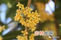 桂花的古代雅称有哪些,桂花的别称