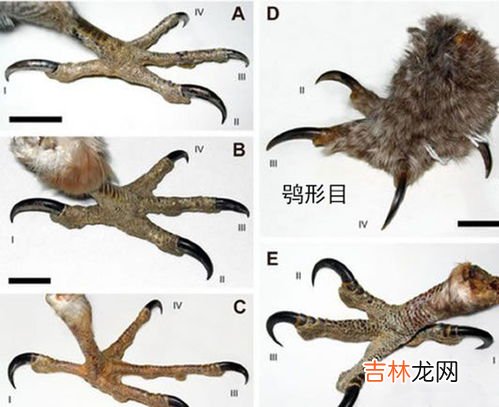 猫头鹰特点是什么,猫头鹰的特征有哪些