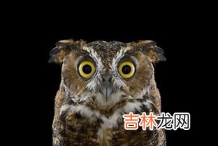 猫头鹰特点是什么,猫头鹰的特征有哪些