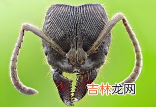 蚂蚁的生活环境以及特点,蚂蚁的生活环境 蚂蚁介绍