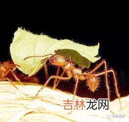 蚂蚁的生活环境以及特点,蚂蚁的生活环境 蚂蚁介绍
