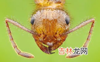 蚂蚁的生活环境以及特点,蚂蚁的生活环境 蚂蚁介绍