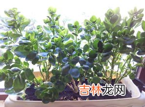 长寿花不开花是什么原因呢,长寿花不开花是为什么？