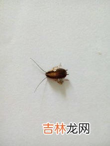 家里有蜈蚣怎么消灭,用什么办法才能杀死家里的蜈蚣？