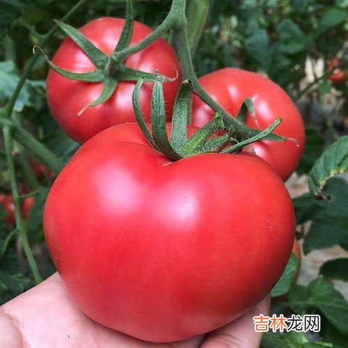 孕妇可以吃西红柿吗,孕妇可以吃番茄吗 番茄的营养价值介绍