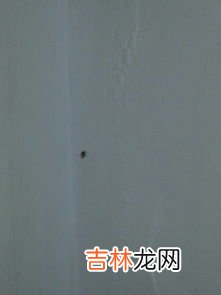 皮蠹虫怎么消灭,皮蠹幼虫是怎么产生的,怎么消灭