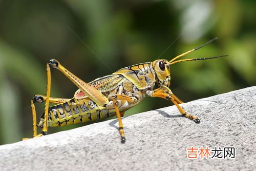 皮蠹虫怎么消灭,皮蠹幼虫是怎么产生的,怎么消灭