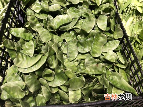 芸豆和扁豆的区别,四季豆和扁豆的区别