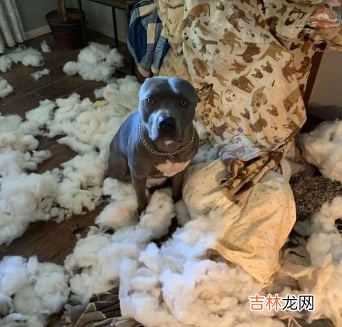 蟑螂死后为什么都是四脚朝天,为什么蟑螂临命终时，四脚朝天？