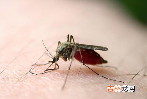 蟑螂死后为什么都是四脚朝天,为什么蟑螂临命终时，四脚朝天？