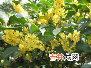如何种植桂花树,怎样栽培桂花树