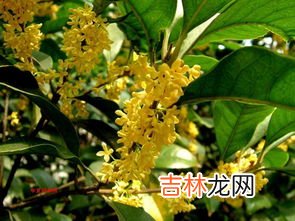 如何种植桂花树,怎样栽培桂花树
