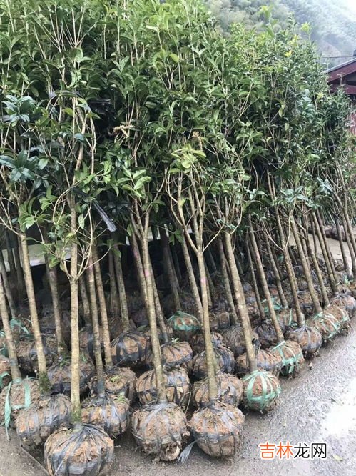 如何种植桂花树,怎样栽培桂花树